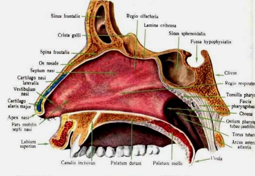 Строение носа перегородка в картинках носовая
