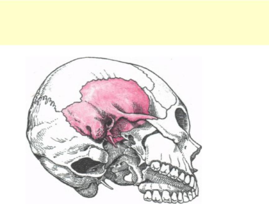 В правом черепе. Кости черепа височная кость. Сосцевидный отросток височной кости на черепе. Височная кость расположение в черепе. Сосцевидный отросток височной кости черепа анатомия.