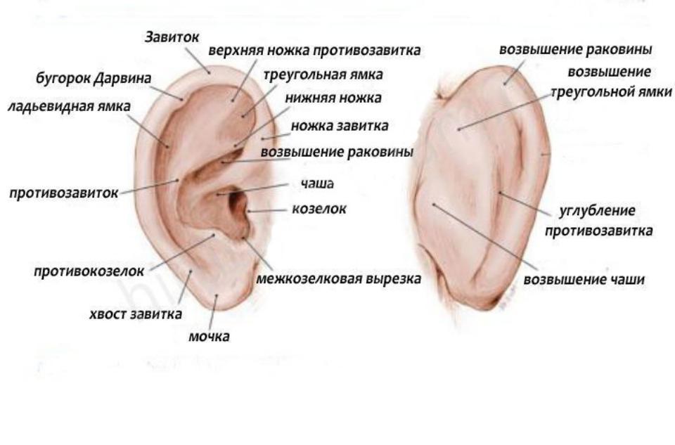 Внешняя ушная раковина. Строение наружного уха хрящ. Анатомическое строение ушной раковины. Строение наружного уха на латыни.