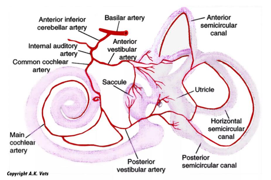 Внутреннее ухо кровообращение. Кровоснабжение улитки внутреннего уха. Кровоснабжение внутреннего уха анатомия. Анатомия среднего уха кровоснабжение и иннервация. Кровоснабжение и иннервация внутреннего уха.