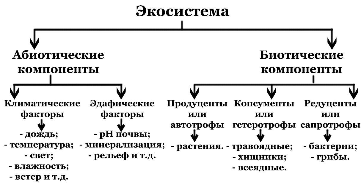 На сколько групп можно разделить все биотические. Составляющие экосистемы таблица. Структура экосистемы схема. Компоненты экосистемы схема. Структурные компоненты экосистемы схема.