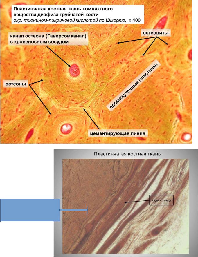 Продольный срез трубчатой кости рисунок