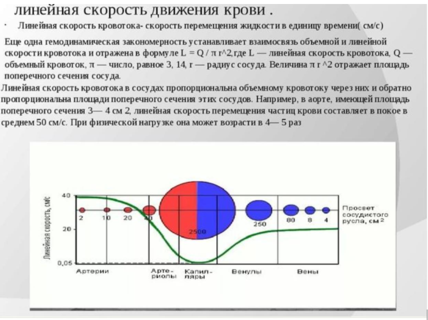 Скорость движения крови. Почему ученики на ЕГЭ дают неправильные ответы?