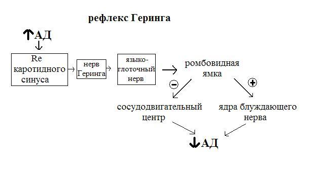 Рефлекс парина схема