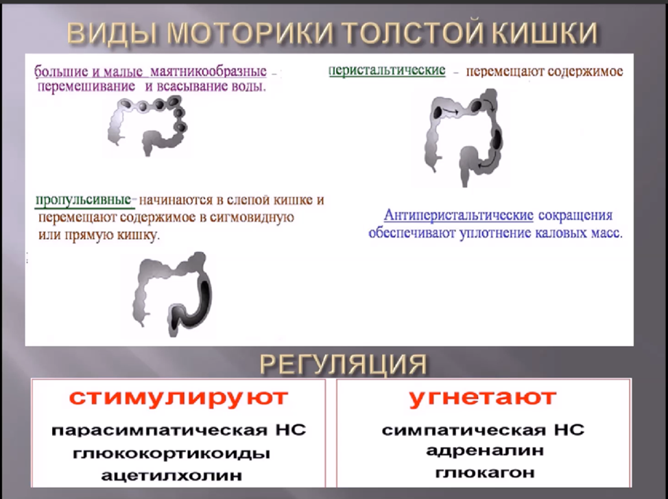 Моторная функция толстого кишечника