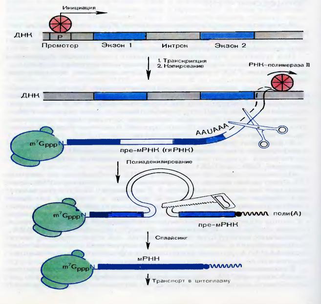 Процесс созревание рнк. Процессинг и сплайсинг эукариот. Схема процессинга РНК. Процессинг у эукариот схема. Сплайсинг РНК У эукариот.