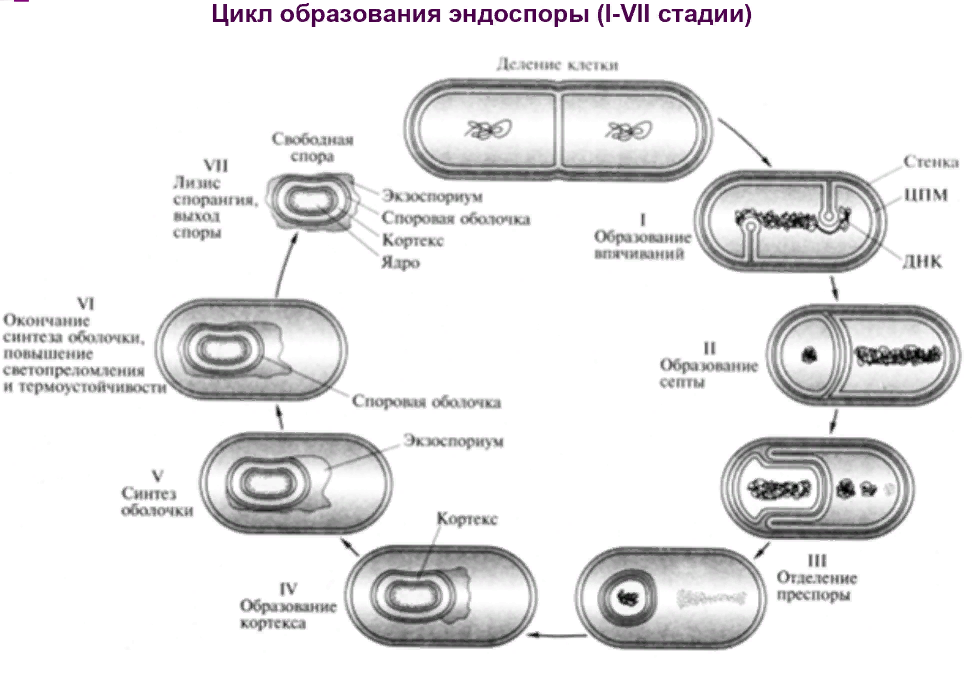 Споры прокариот. Схема спорообразования у бактерий микробиология. Стадии спорообразования у бактерий. Схема образования спор у бактерий. Этапы образования споры у бактерий.