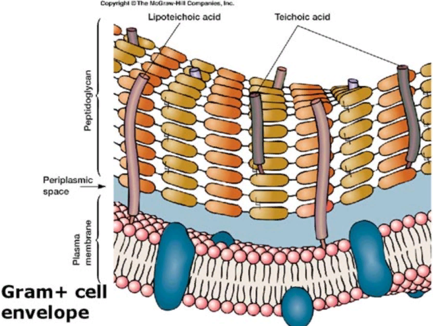Клеточная стенка состоит из пептидогликана. Гликопептид у клеточной стенки. Пентаглициновые мостики в грамположительных бактериях. Пептидогликан микробиология. Строение пептидогликана бактерий.