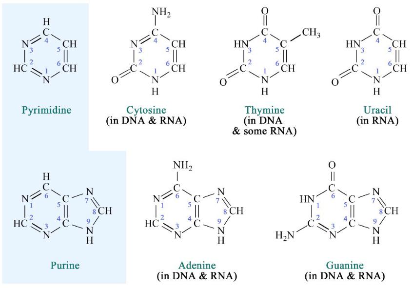 Тимин формула. Структура гуанин Тимин аденин. Структура аденин гуанин Тимин цитозин урацил. Аденин Тимин цитозин гуанин структурные. Пурины и пиримидины формулы.