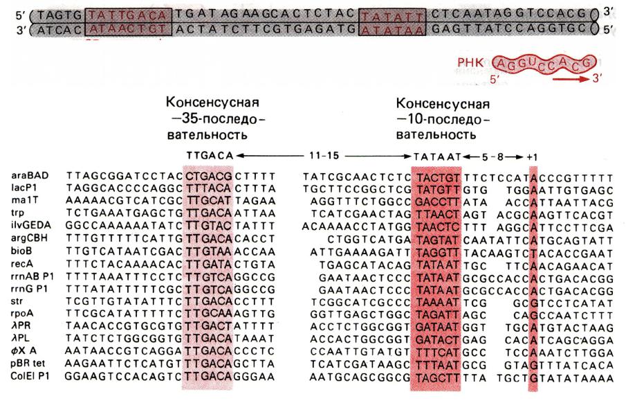 35 транскрипция. Инициация транскрипции. Экспрессия генов инициация. Прибнов бокс, промотор. Консенсусная последовательность ДНК.