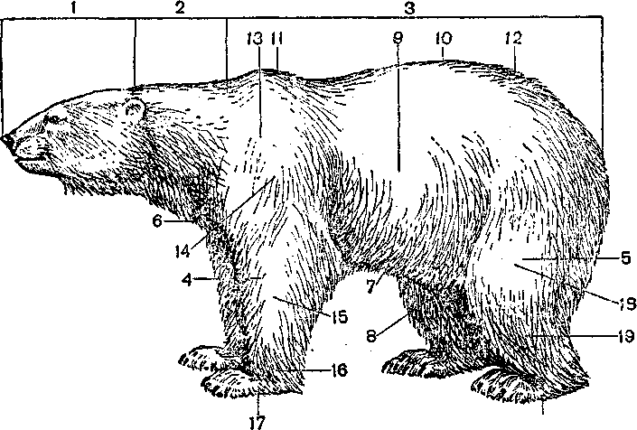 Особенности внутреннего строения медведя. Строение бурого медведя. Основные части тела млекопитающего медведя. Бурый медведь внутреннее и внешнее строение. Внешнее строение млекопитающих на примере белого медведя.