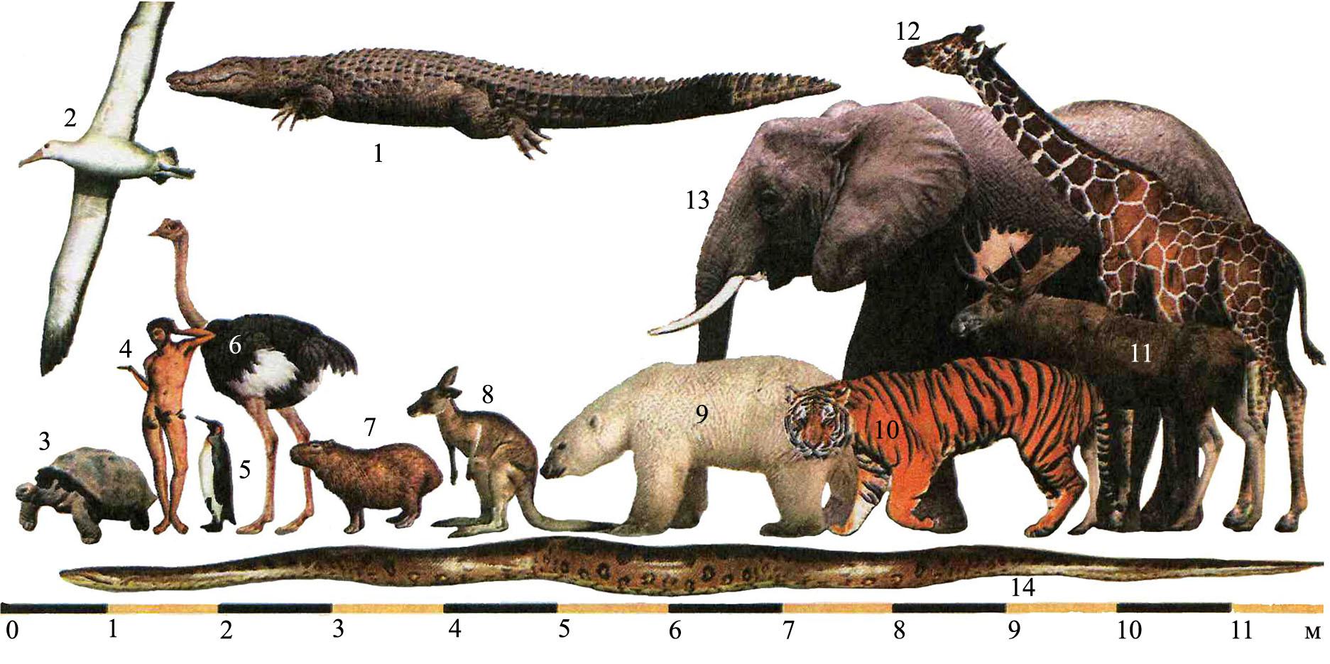 Туловище млекопитающих высоко поднято над землей благодаря. Размеры животных. Сравнение размеров животных. Животные по росту. Сравнительные Размеры животных.