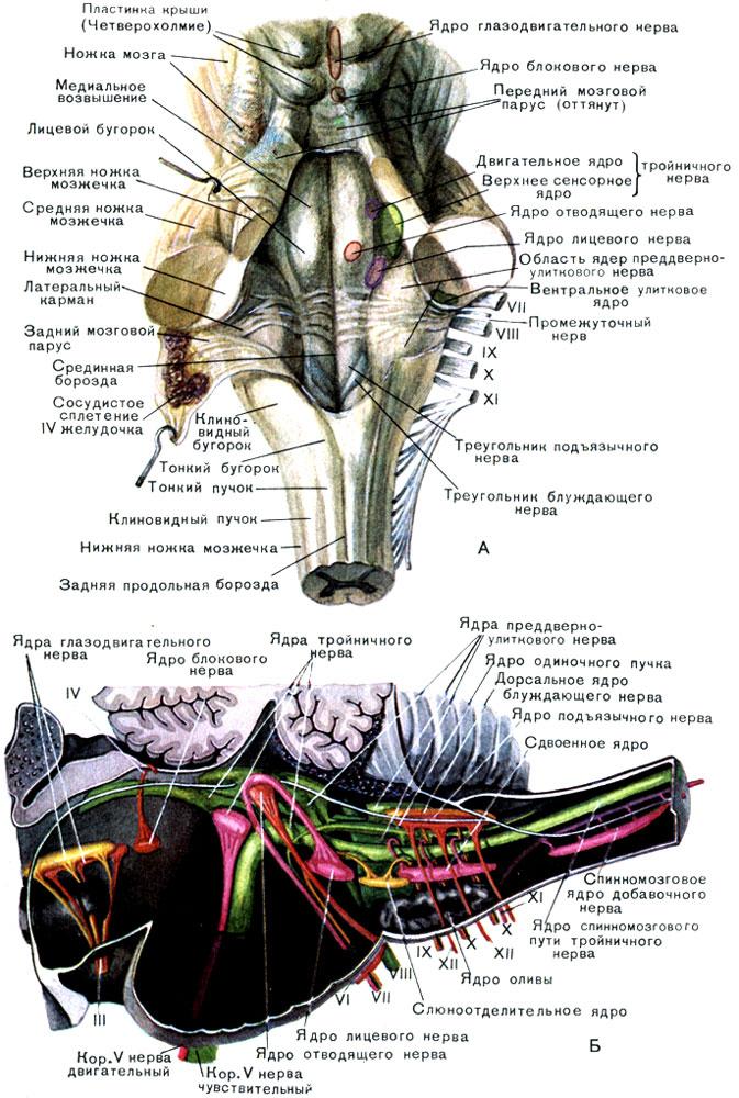 Промежуточный черепной нерв. Ромбовидная ямка продолговатого мозга ядра. Ромбовидная ямка анатомия. Границы ромбовидной ямки анатомия. Ромбовидная ямка моста.