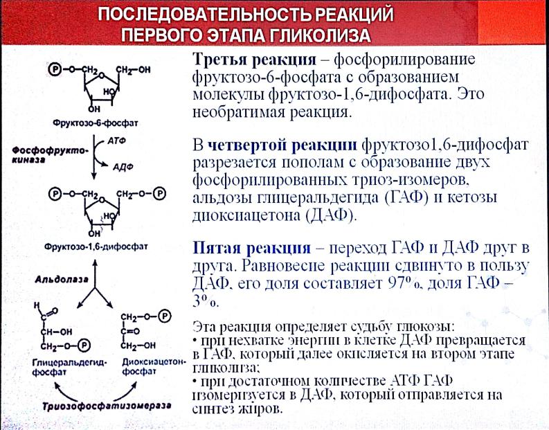 2 схемы 4 реакций. Даф биохимия. Даф и Гаф биохимия. Образование Даф биохимия. Триозофосфатизомераза реакция.