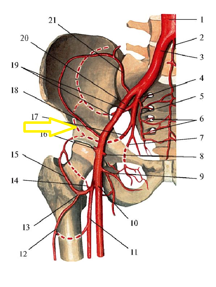 Кровообращение костей. Внутренняя подвздошная артерия анатомия. Ветви внутренней подвздошной артерии схема. Внутренняя подвздошная артерия схема. Ветви внутренней подвздошной артерии анатомия.