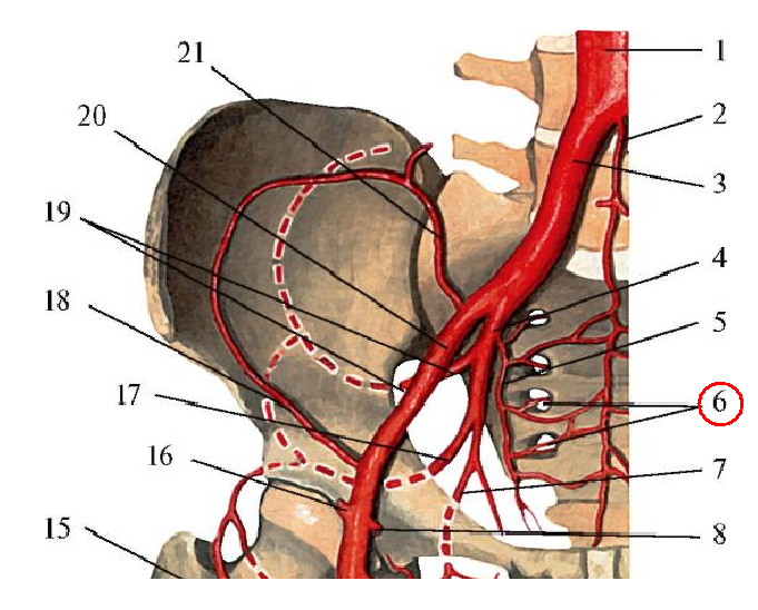 Правая подвздошная артерия. Подвздошная артерия анатомия. Подвздошно поясничная артерия. Наружная подвздошная артерия латынь. Наружная подвздошная артерия анатомия.