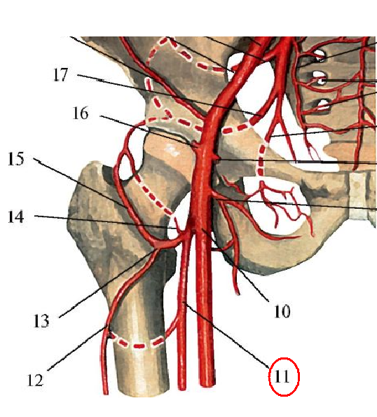 Правая подвздошная артерия. Внутренняя подвздошная артерия анатомия. Бедренная артерия анатомия. Срединная крестцовая артерия. Наружная подвздошная артерия анатомия.