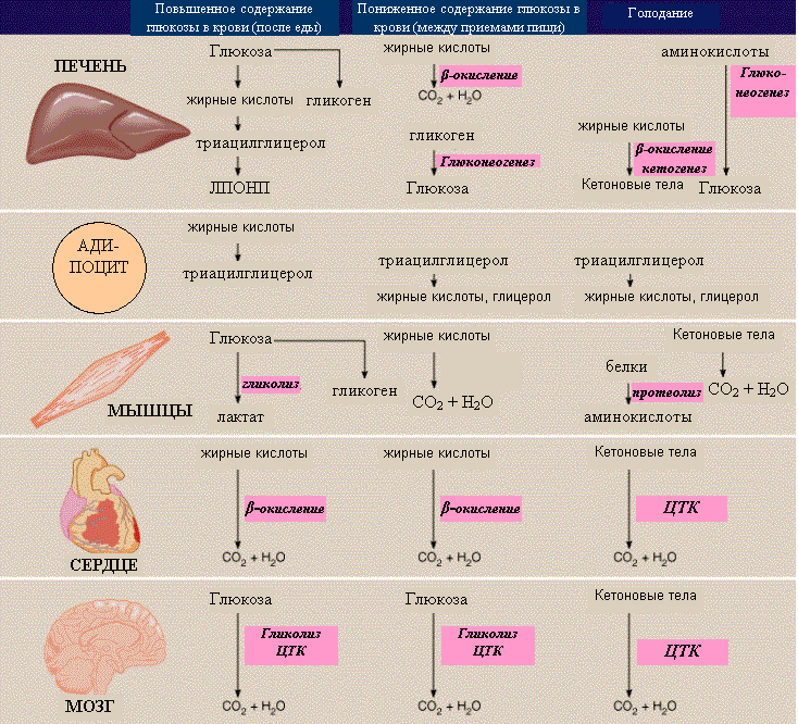 Печень повышает сахар