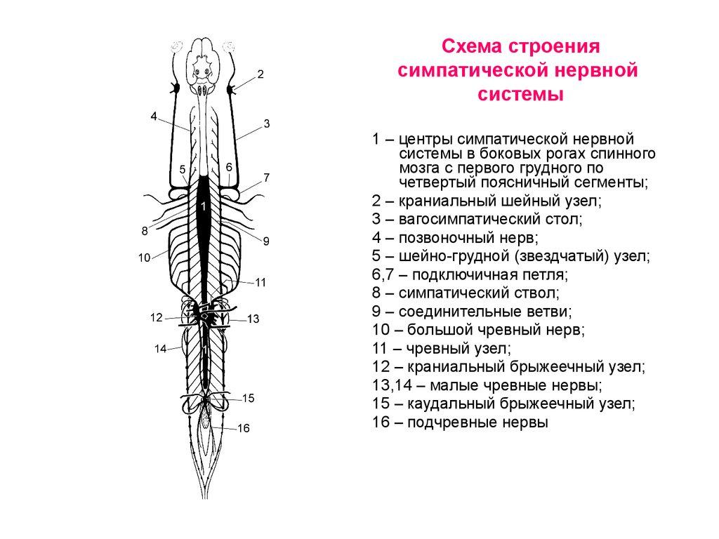 Симпатическая нервная. Схема строения симпатической нервной системы. Симпатическая нервная система схема. Симпатическая нервная система строение анатомия. Схема строения симпатической нервной системы животных.