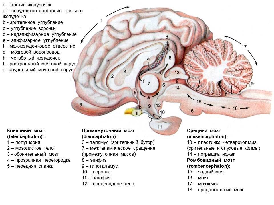 Мозг собаки отделы. Сагиттальный разрез головного мозга коровы. Строение головного мозга коровы. Головной мозг анатомия животных отделы. Промежуточный мозг собаки строение.