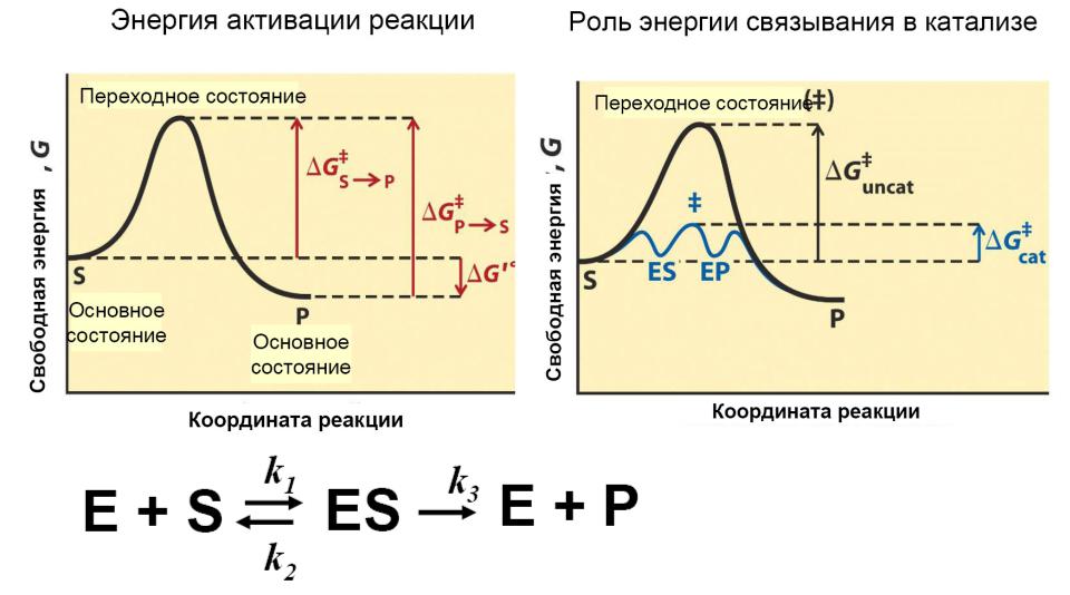 Реакции активации ферментов. Энергия активации ферментативной реакции. Энергия активации реакции график. Энергия активации ферментов график. Энергия активации катализ.