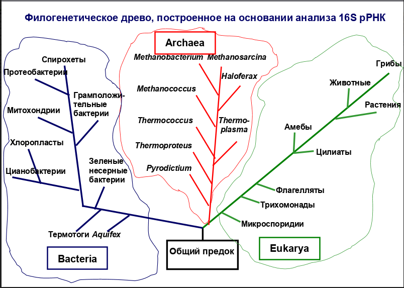 2. Современная классификация микроорганизмов.