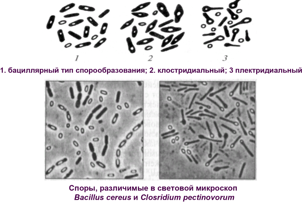 Форма спор бактерий