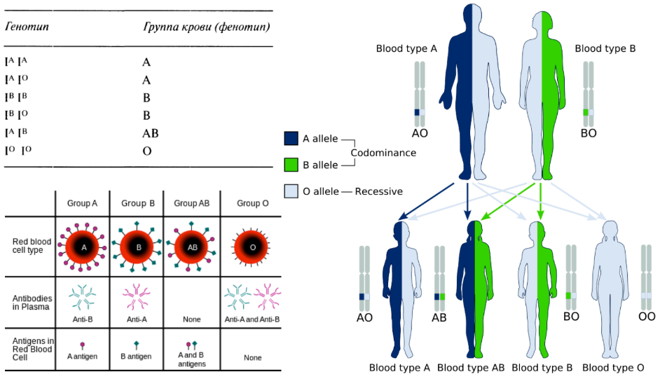 Фенотипы группы крови таблица. Генотип и фенотип. Пример генотипа человека. Генотип и фенотип крови.