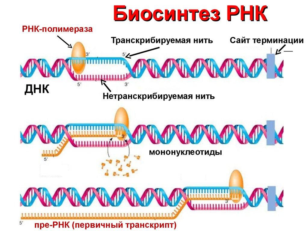 Механизм транскрипции. Этапы биосинтеза РНК схема. Синтез матричной РНК этапы. Схема синтеза МРНК. Схема транскрипции ИРНК.