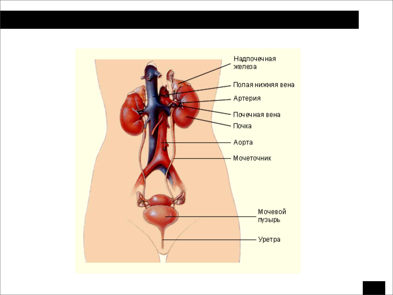 Последовательность органов мочевой системы. Мочевая выделительная система. Схема строения выделительной системы. Общая схема мочевыделительной системы. Мочевыделительная система анатомия без подписей.