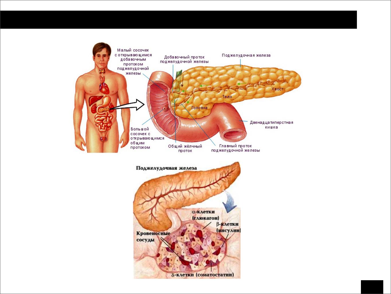Поджелудочная железа свиньи. Экзокринная функция поджелудочной железы. Двенадцатиперстная кишка и поджелудочная железа. Экскреторная функция поджелудочной железы. Экзокринная часть поджелудочной железы.