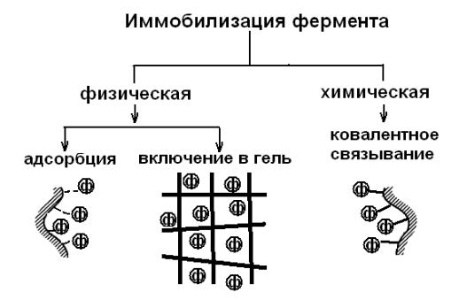 Антитела иммобилизация бактериальных клеток схема