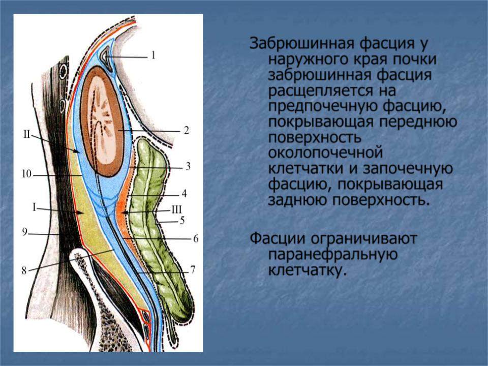 Стенки забрюшинного пространства