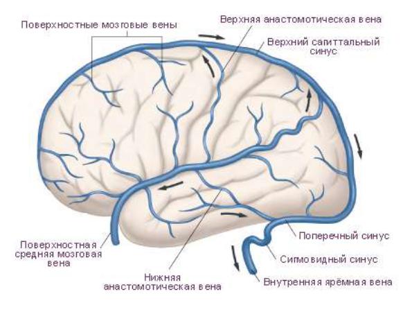 Гипоплазия правого поперечного синуса. Поверхностная средняя мозговая Вена. Венозный отток синусы. Вена Галена на схеме. Поверхностные вены полушарий большого мозга.