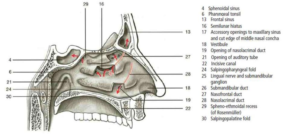 Костная стенка которая отделяет полость рта. Латеральная стенка полости носа анатомия. Носовая полость строение кости. Решетчатая кость носовые раковины. Латеральная стенка носовой полости череп.