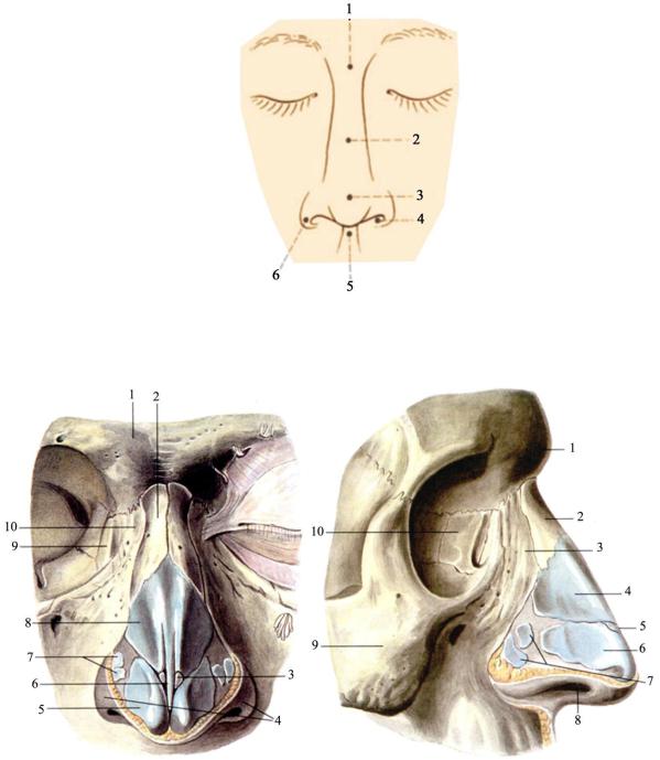 Анатомия носа