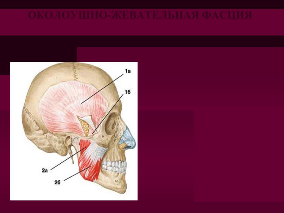 Хирургическая анатомия фасций Хирургическая анатомия фасций