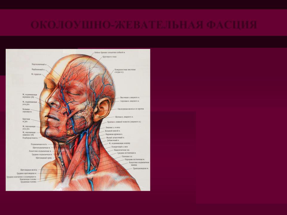 Хирургическая анатомия фасций Хирургическая анатомия фасций
