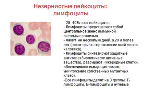 Селезенка лейкоциты