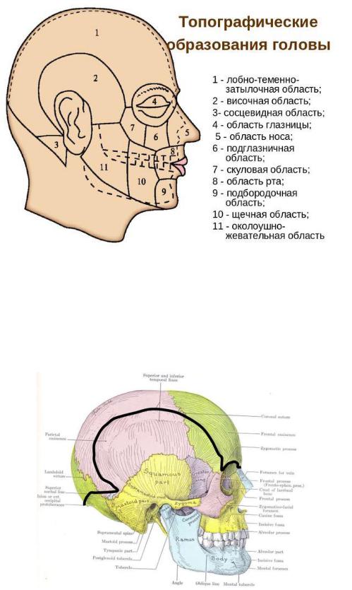 КТ-анатомия головы: мозг, кости черепа, лицевой синус