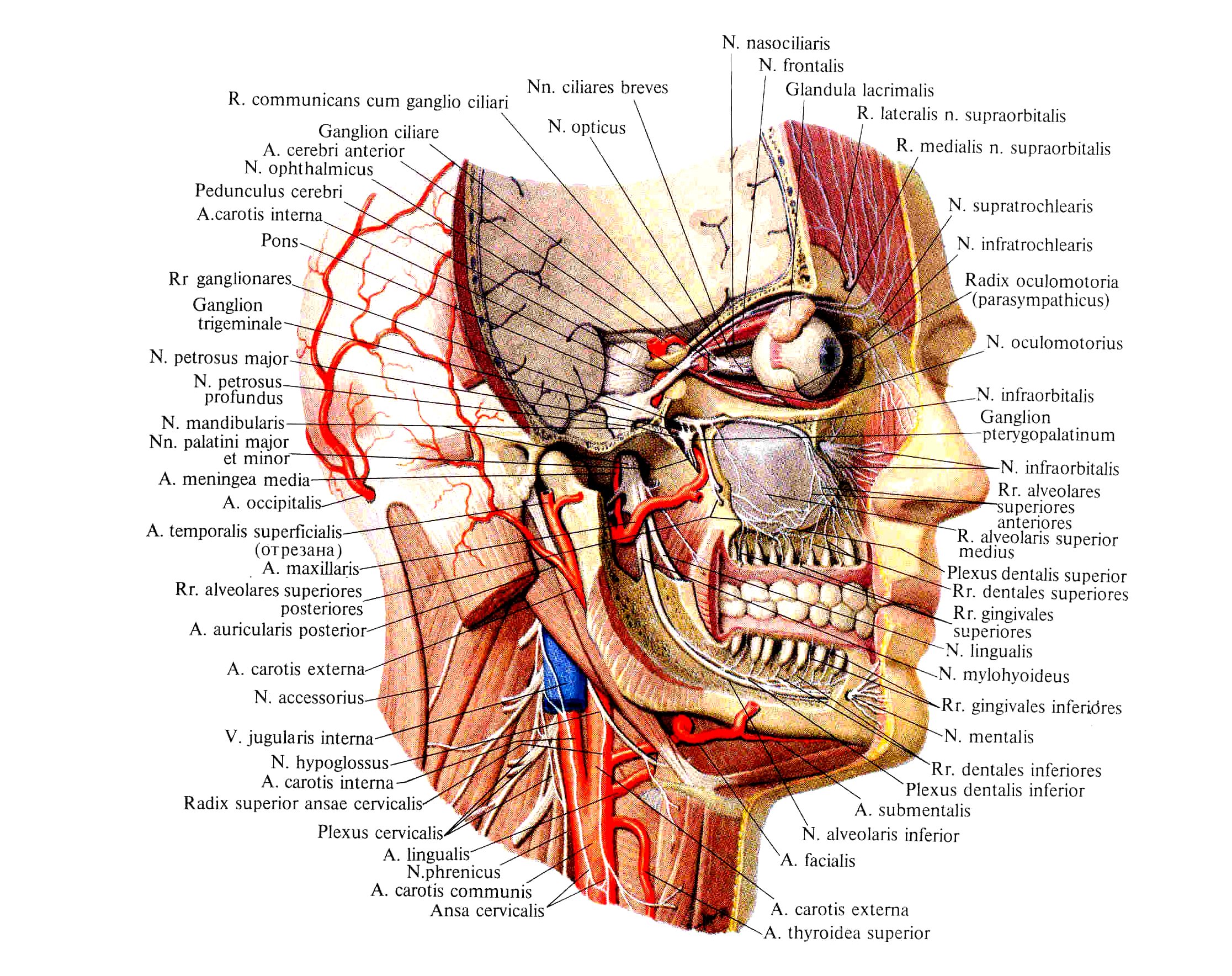 Лицевой нерв череп. Тройничный нерв в носовой полости. Топография ветвей тройничного нерва. Анатомия тройничного нерва его ветви топография области иннервации. Тройничный нерв анатомия Неттер.
