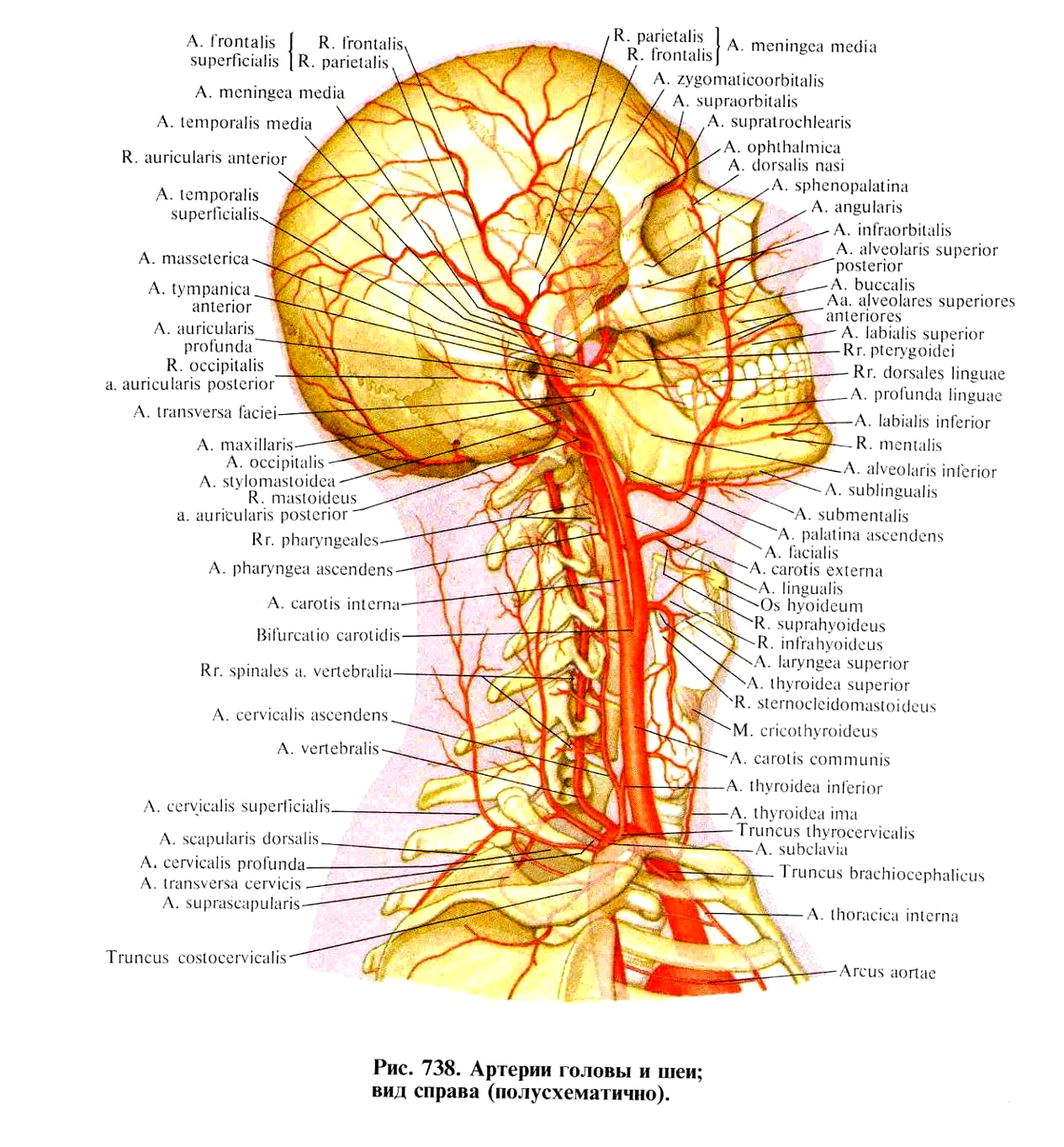 Анатомия сосудов головы. Наружная Сонная артерия анатомия. Наружная и внутренняя Сонная артерия анатомия. Шейные ветви наружной сонной артерии. Строение наружной сонной артерии.