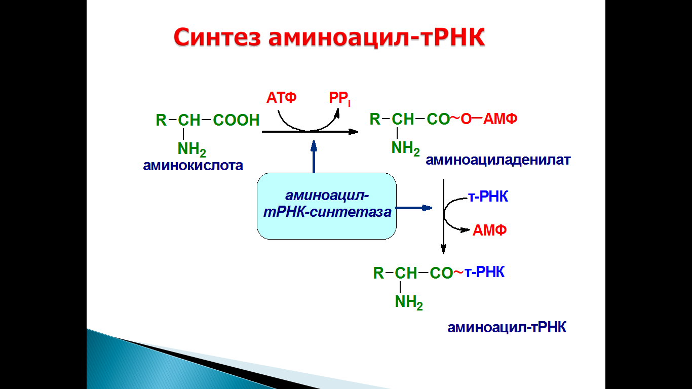 Место образование атф. Реакция образования аминоацил-ТРНК. Синтез аминоацил т РНК. Биосинтез аминоацил-ТРНК. Синтез аминоацил-ТРНК.