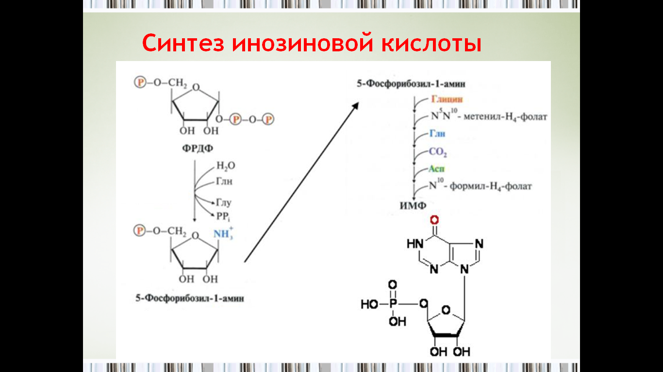Происходит синтез нуклеиновой кислоты. Схема синтеза пуриновых мононуклеотидов. Синтез пуриновых мононуклеотидов. Синтез ГМФ из инозиновой кислоты.