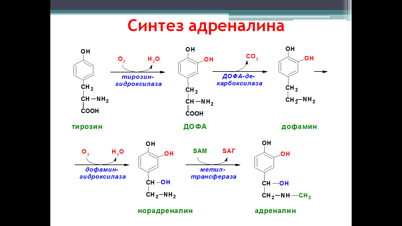 Сложный синтез. Синтез катехоламинов. Синтез тироксина из тирозина. Синтез тирозина из фенилаланина. Тирозин Дофа.