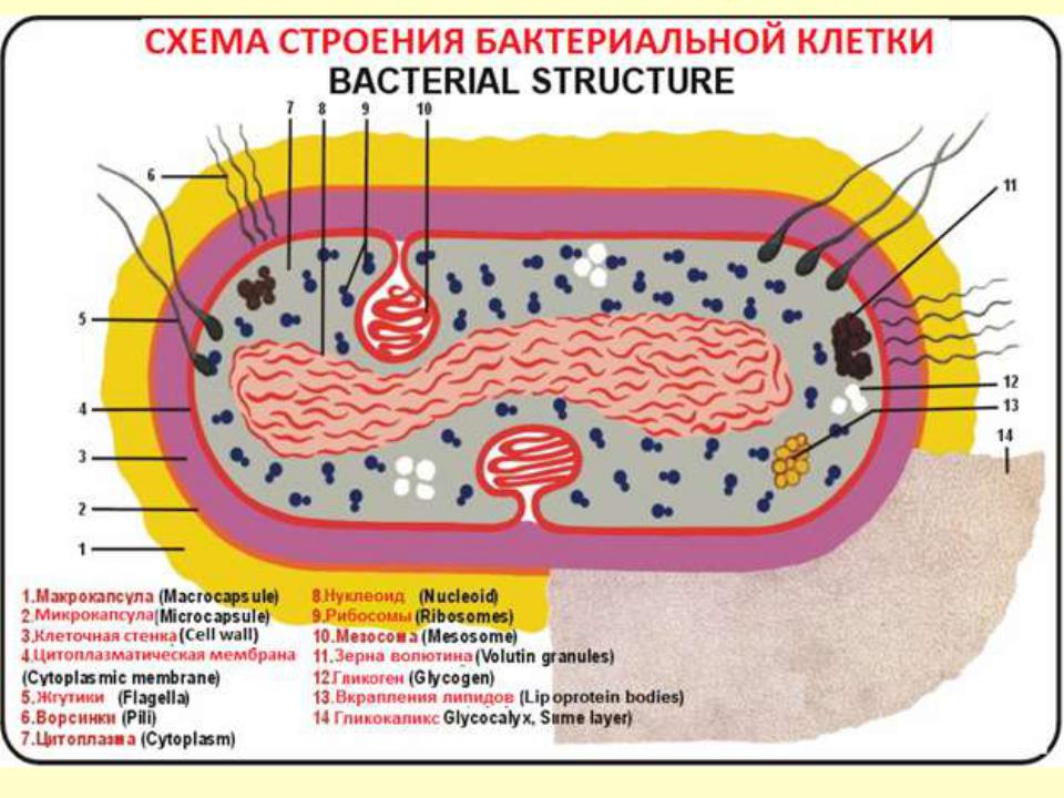Какое строение у бактерий. Схема строения бактериальной клетки микробиология. Схема ультраструктуры бактериальной клетки. Рис. 2.2. Строение бактериальной клетки. Подпишите структуры бактериальной клетки.