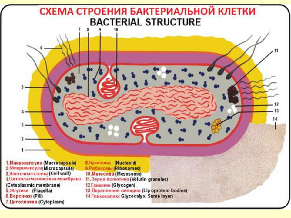 Какое строение у бактерий