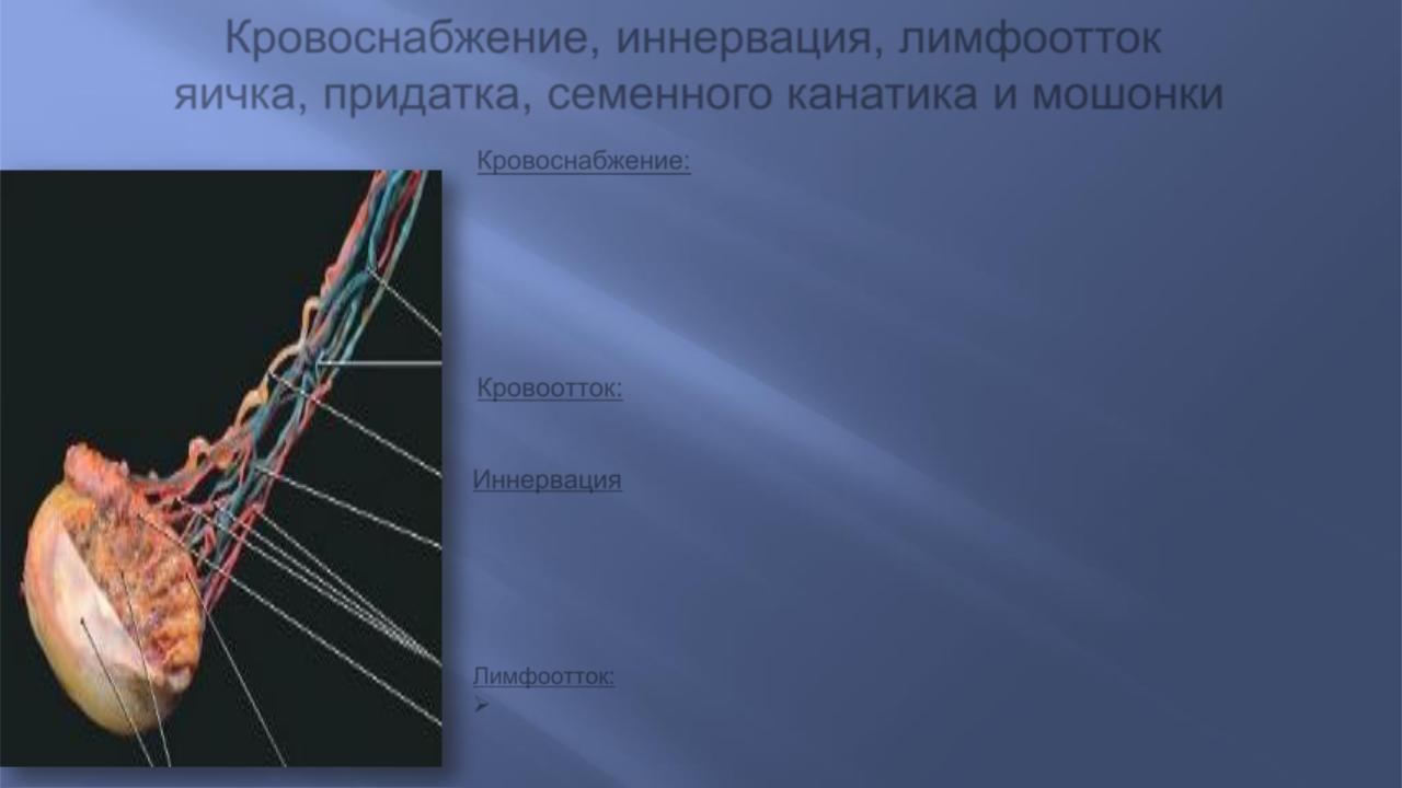 Где находится семенной канатик у мужчин фото