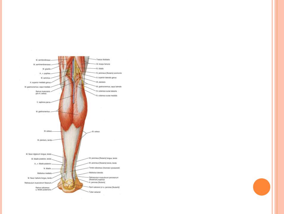 Укажите что образует заднюю стенку canalis cruropopliteus