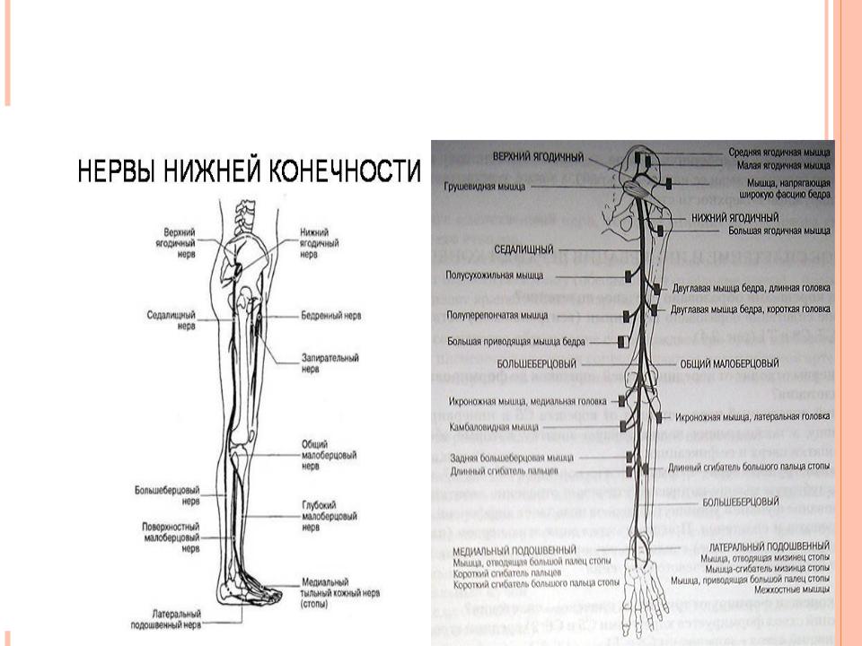 Explore the Anatomy of the Sciatic Nerve and Posterior Femoral Cutaneous Nerve